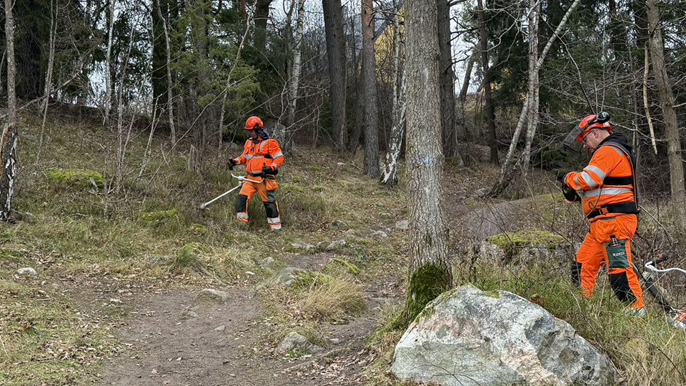 Två personer i varselkläder står i en skogsbacke och röjer med röjsågar.