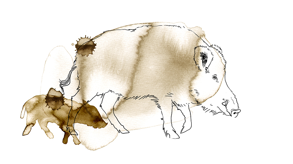 Bilden är en illustration som visar två vildsvin, en stor och en liten.