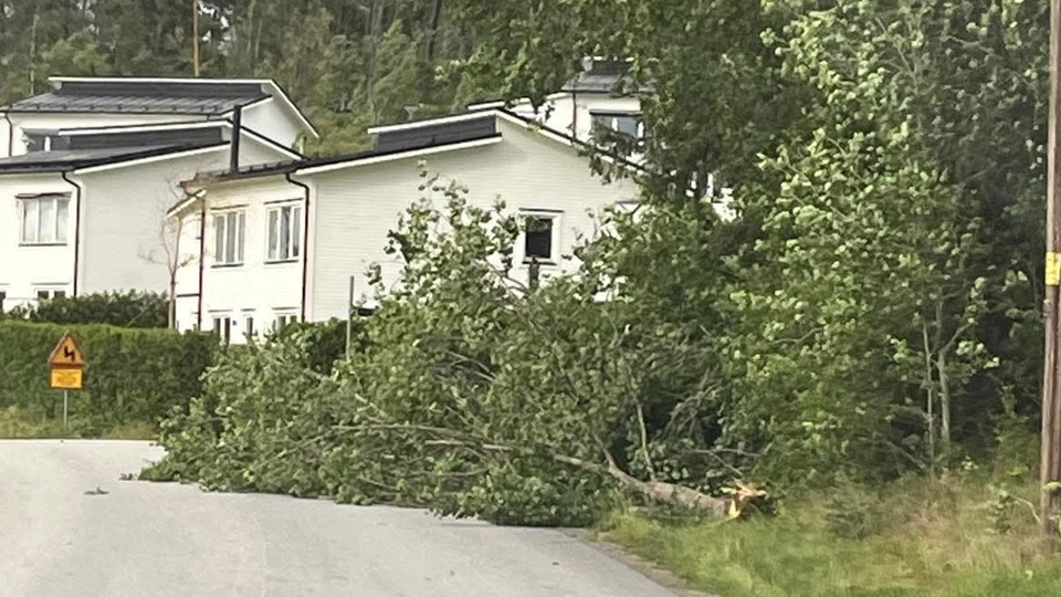Ett träd ligger på en bilväg. Himlen är grå och i bakgrunden syns vita hus.