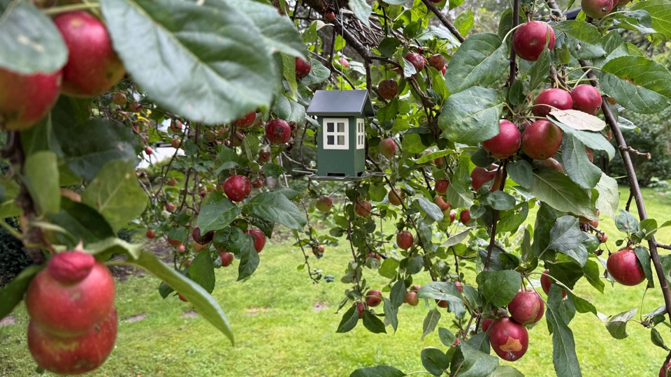 Ett äppelträd fullt av röda äpplen