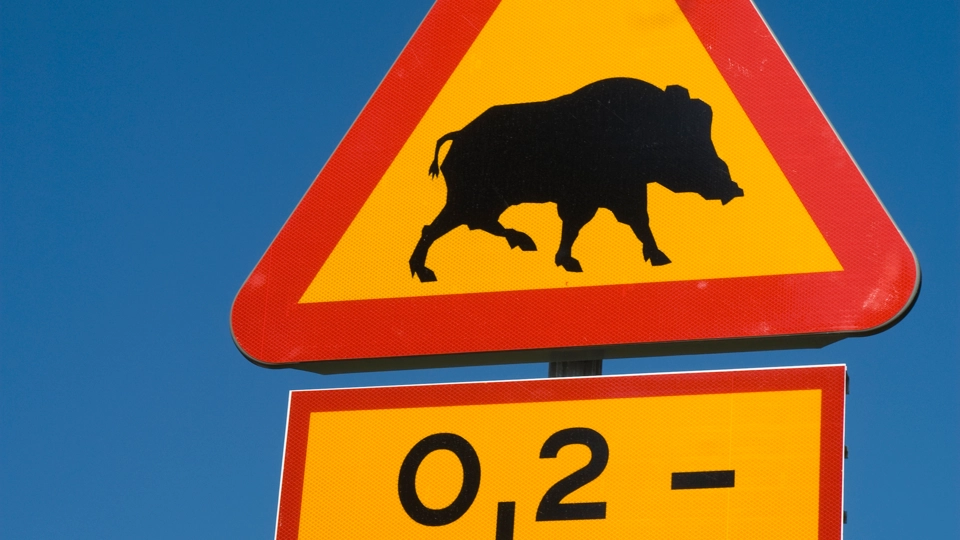 En varningsskylt för vildsvin mot en blå himmel.