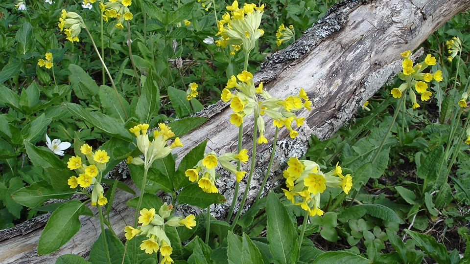 Ett stånd med blommande gullvivor.