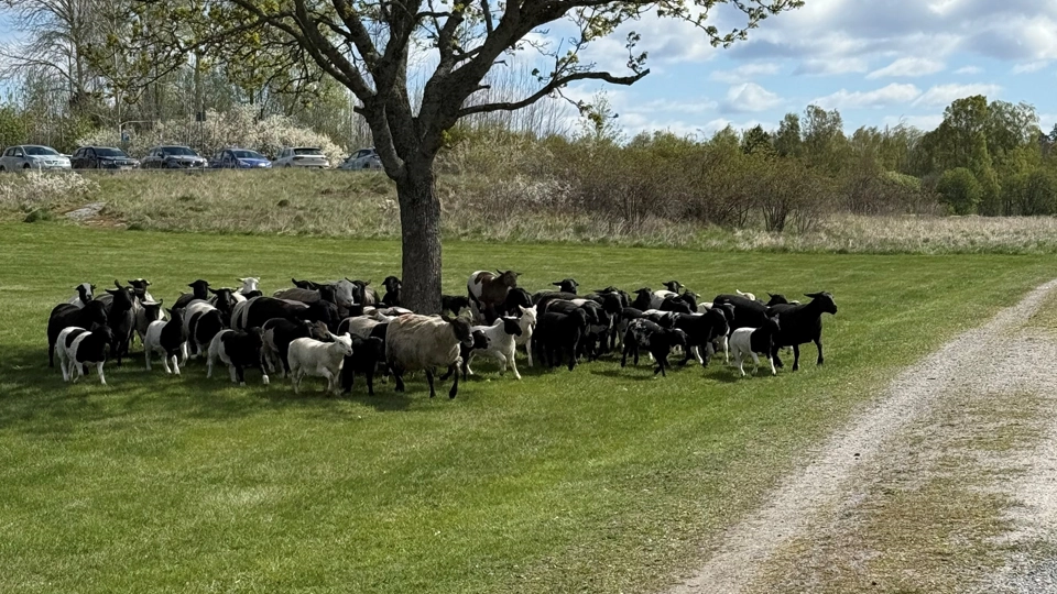 Får i flock under ett träd.