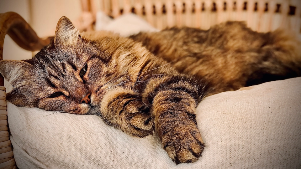 En katt.