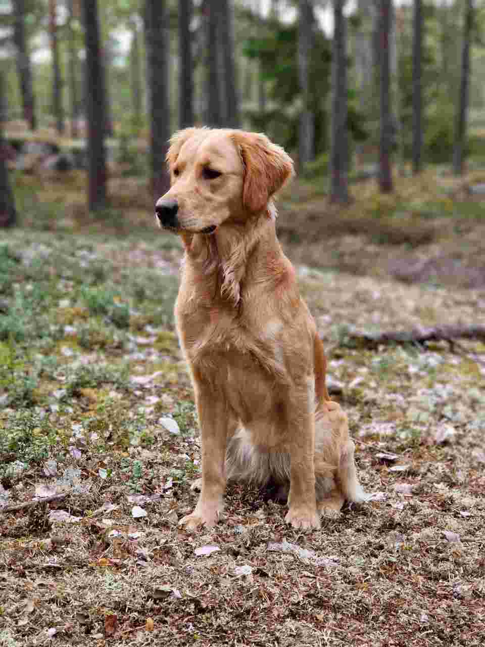 Hunden Tilly sitter på marken bland höstlöv i skogen