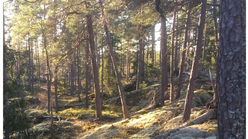 En solig skogsglänta med mossa på marken.
