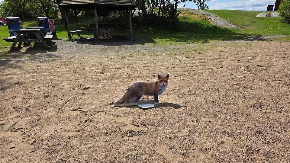 En konstgjord räv på en sandstrand.