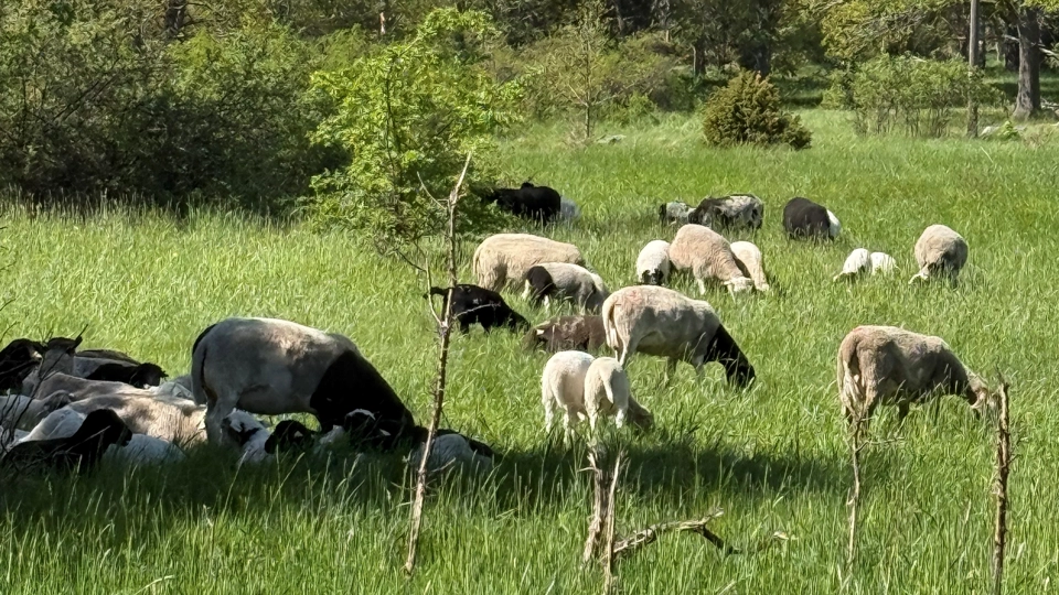 Får i flock på ett grönt fält.