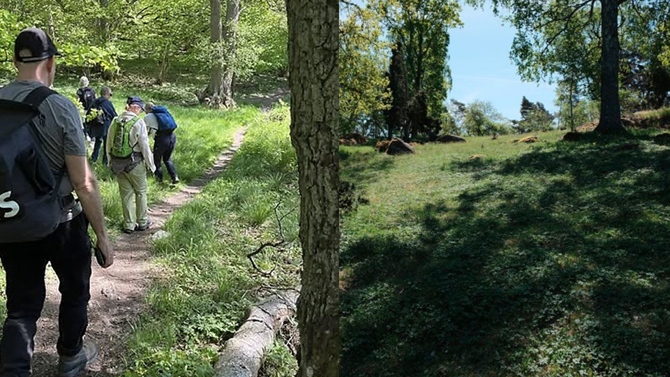 En grupp människor vandrar på en solig stig i skogen. Mellan träden skymtar vattnet.