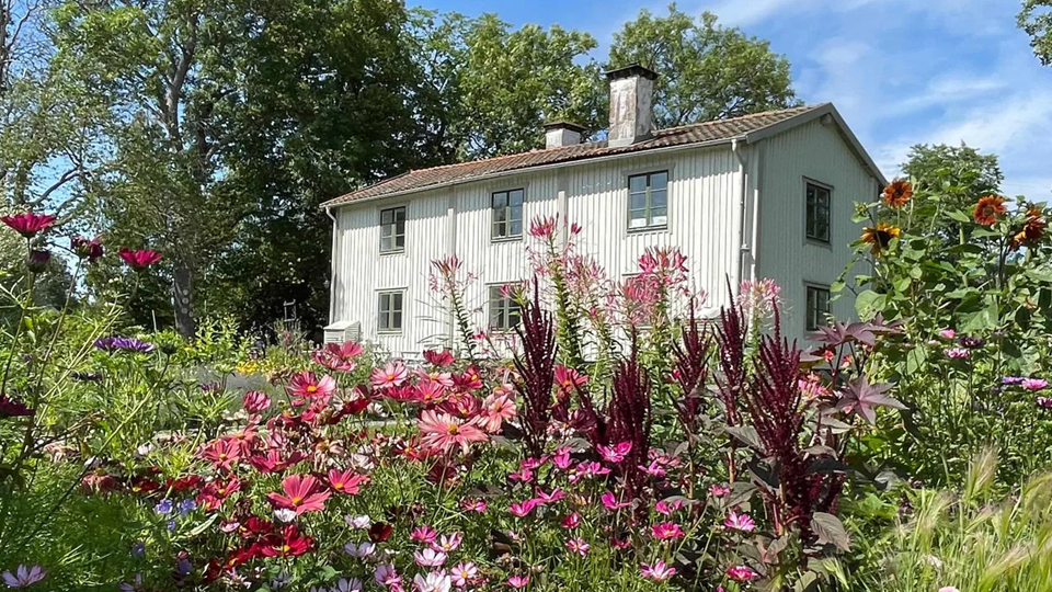 En prunkande trädgård med ängsblomster.