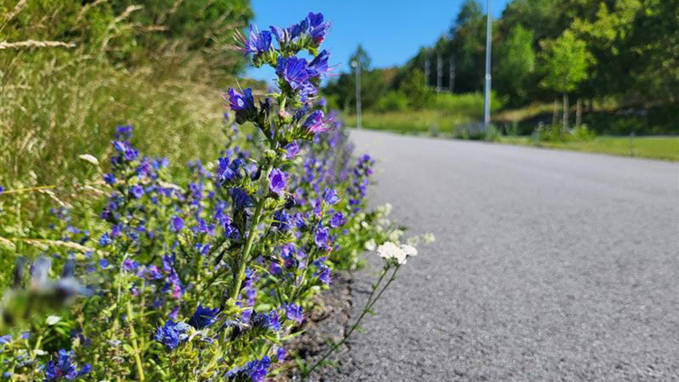 En vägren i Österåker som blommar.