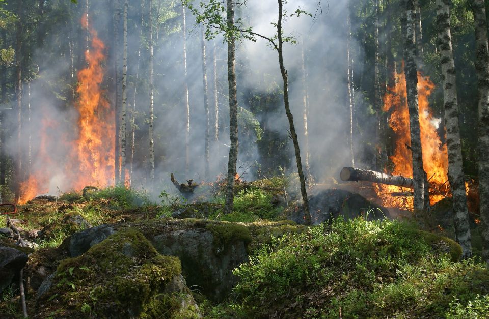 Metsäpalo