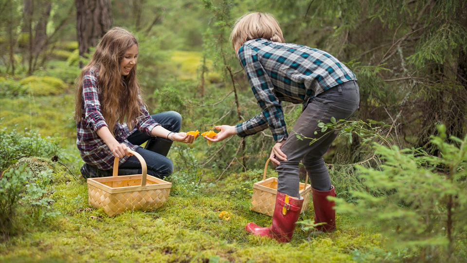 Två barn plockar svamp i skogen.