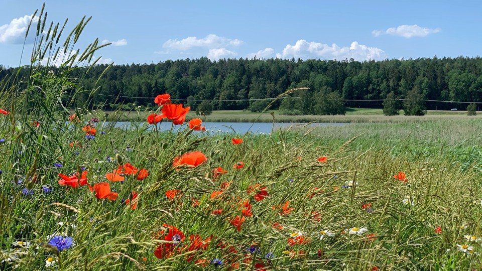 Bilden visar en blommande äng och på håll syns havet.