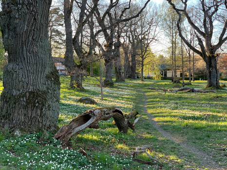 Ekbacken vid Röllingbyparken.