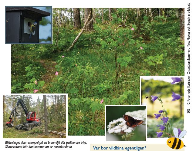 Bildkollage som visar exempel på en brynmiljö där pollinerare trivs.