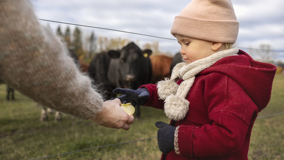 Barn plockar något ur en vuxen hand, i bakgrunden står kor och kikar nyfiket