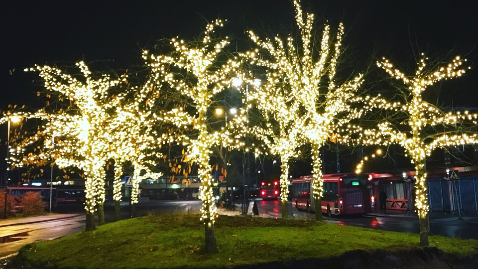 En grupp träd med ljusslingor som lyser.