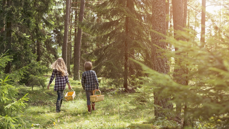 Flicka och pojke går i skogen med svampkorg.