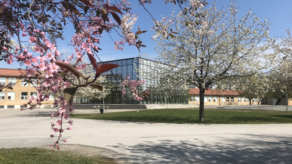 En stor glasbyggnad omgiven av byggnader i gult tegel. I förgrunden syns ett blommande körsbärsträd med rosa blommor.
