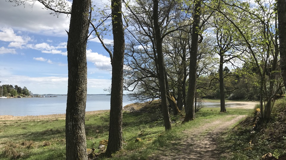 Skir vårgrönska på träd med en stig och havet intill.