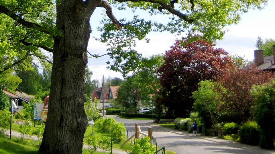 En lummig gata i ett villaområde.