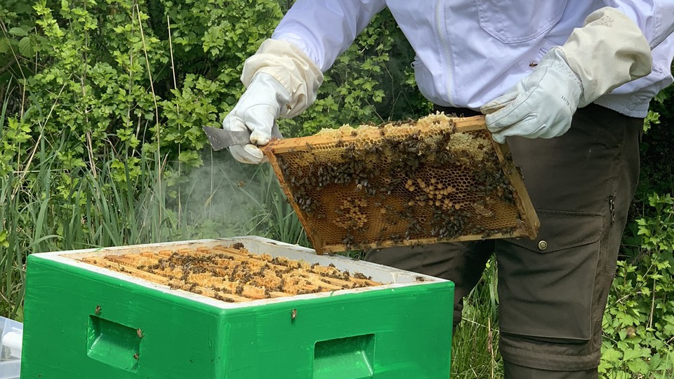 En person står och inspekterar en bikupa.