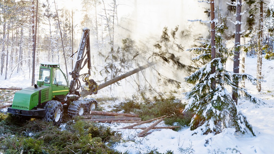 Trädfällning i vinterskog