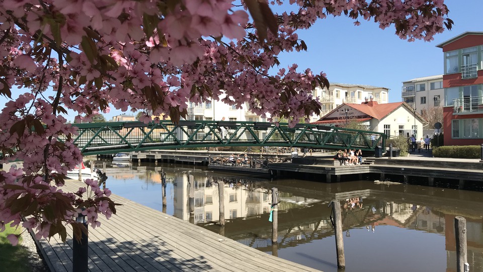 Klappbryggan vid Åkers kanal i centrala Åkersberga. Det sitter ungdomar på bryggan. En gångbro leder över kanalen. Rosa körsbärsblommor i förgrunden. Solen skiner.