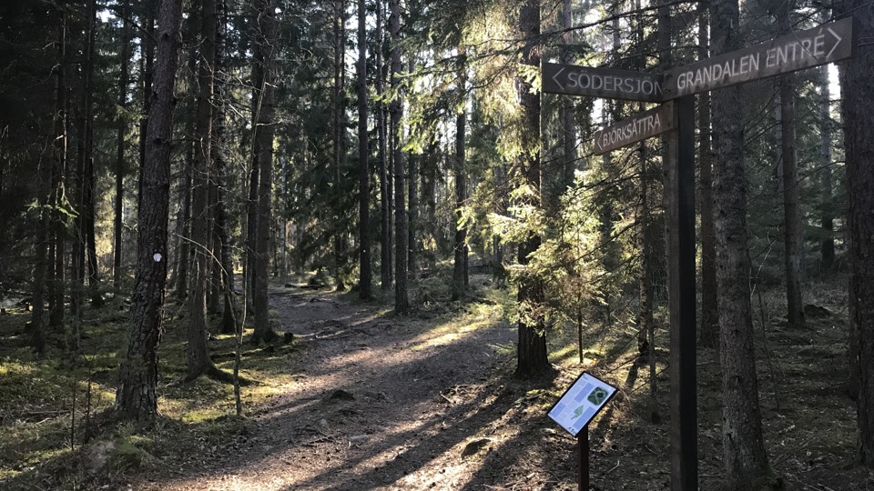 Bild på en skogen med en gångstig som slingrar sig mellan tallar. Från höger i bild strilar solens strålar in. Till höger en skylt som pekar i ut i vilken riktning Grandalen och Södersjön ligger.