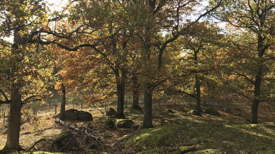 Vy med mossbeklädd mark och omringat av träd i vackra färger