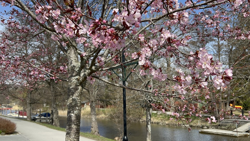 Vackert blommande körsbärsträd i förgrunden med en gång- och cykelväg till vänster i bild och du ser kanalen skymta bakom grenarna. 