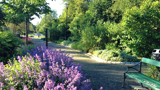 Du ser en grönskande park med lila blommor i förgrunden 