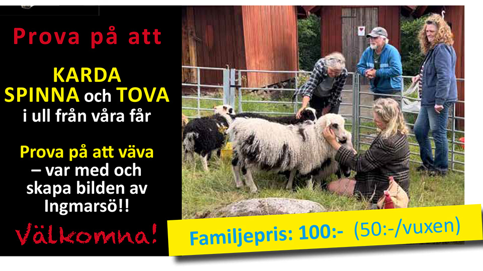 Tre får i en inhägnad. De blir klappade och ompysslade.