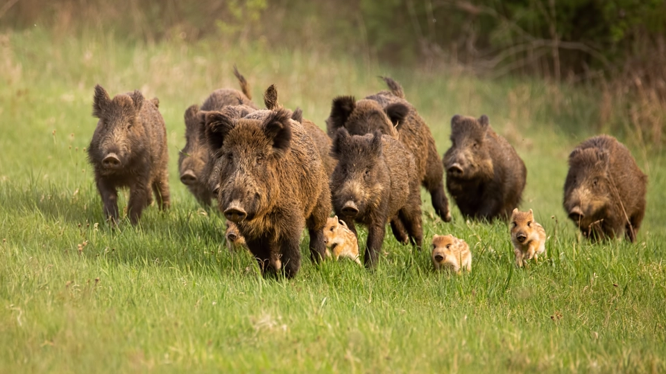 En flock vildsvin springer över ett fält.