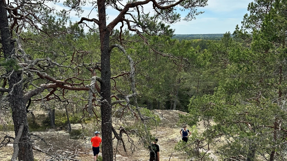Tre vandrare syns på avstånd, de står på ett berg med hällmark och tallar.