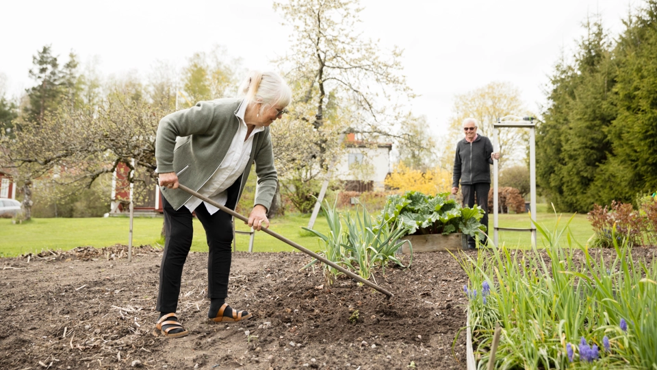Kvinna krattar ett grönsaksland
