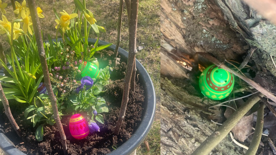Färgglada ägg gömda i en blomkruka.