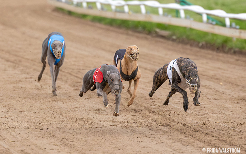 Fyra hundar med nummerlappar springer i full fart på en bana.