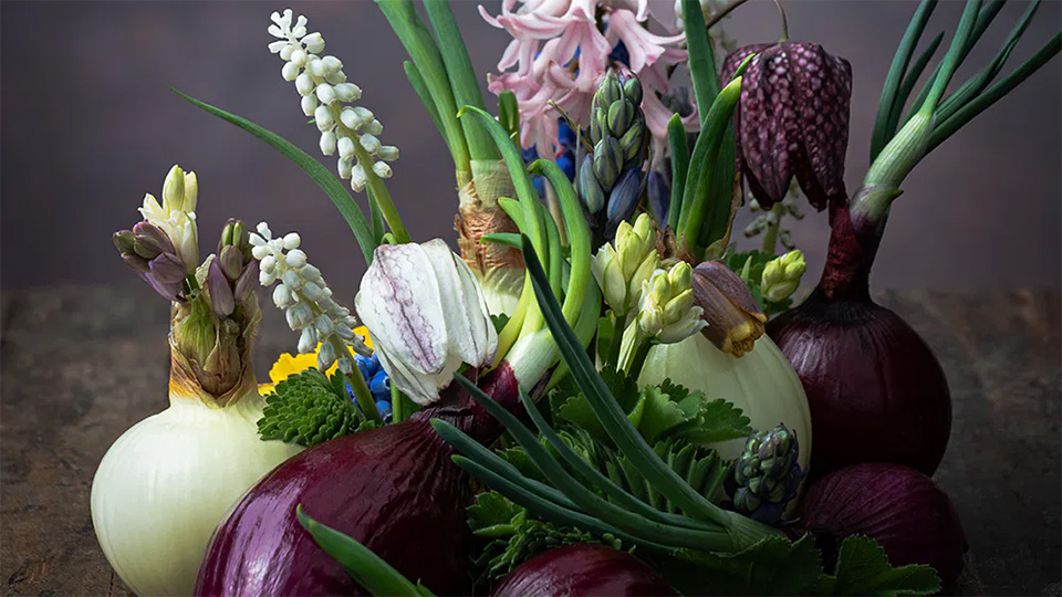 Ett foto där blommor och lökar arrangerats som ett stilleben.