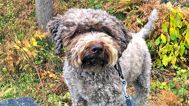 Bild på hund av rasen Lagotto Romagnolo