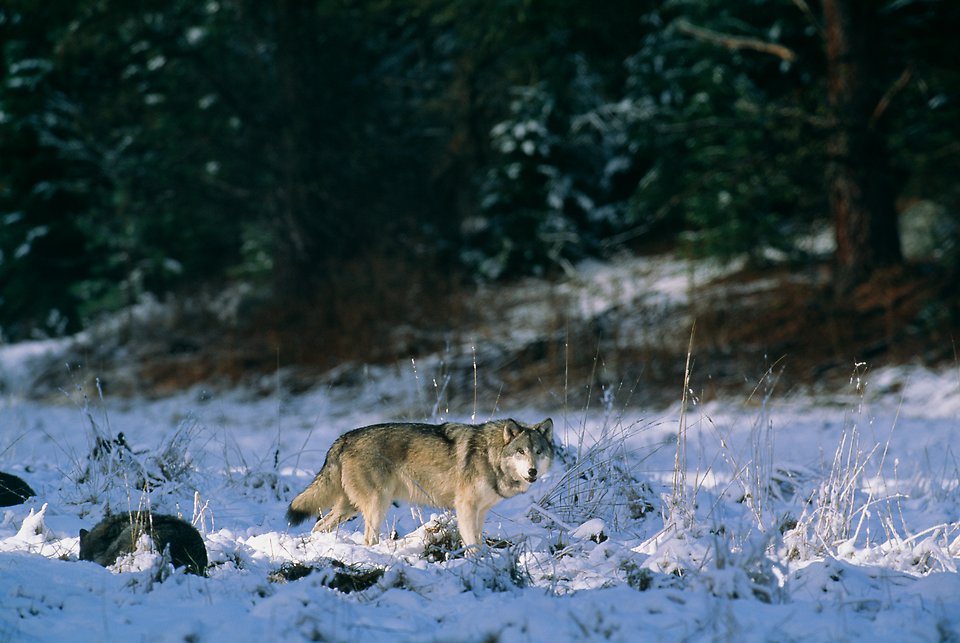 Bilden visar en varg i ett snöigt landskap
