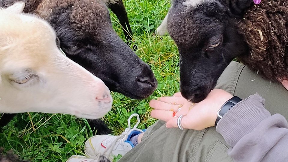 Tre får matas i fårhagen av ett barn med kupad hand