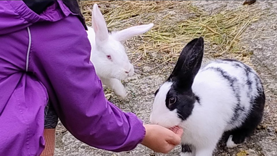 Kanit tulevat hakemaan ruokaa.