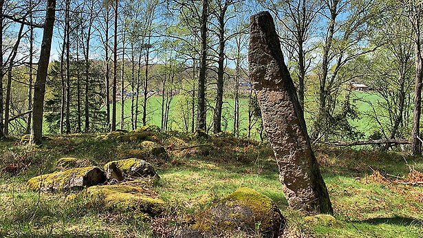 En skogsdunge med en rest sten.