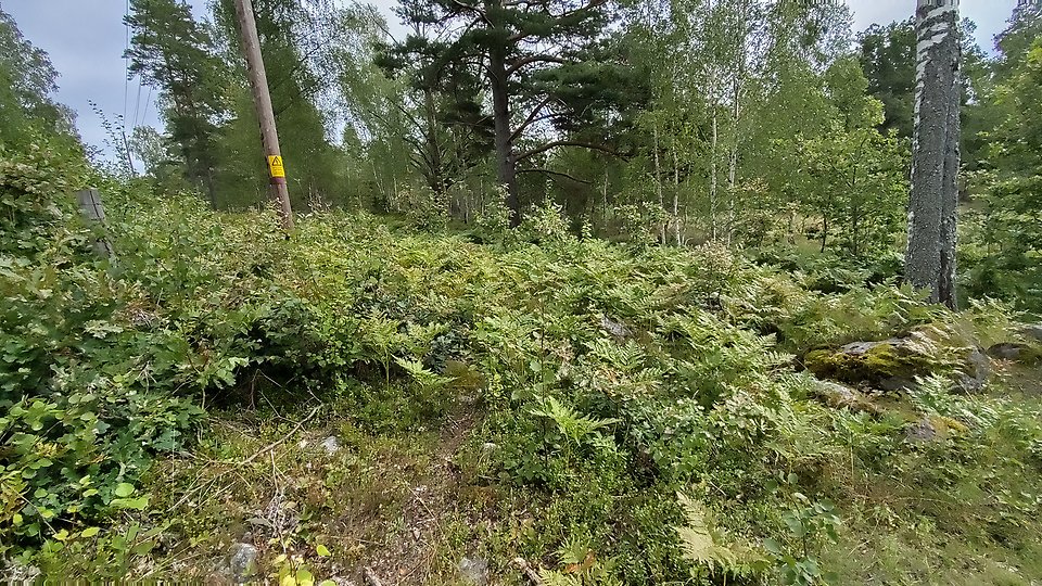 En glänta i en löv- och barrskog med stenar och ormbunkar
