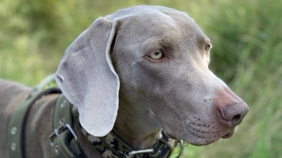 Mack heter den gråblå hunden av rasen Weimaraner som besökte hundrastgården.