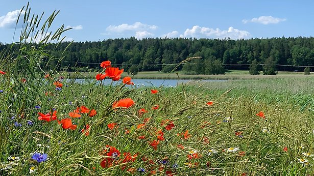 Ett fält med ängsblommor och högt gräs. Vallmo lyser upp.