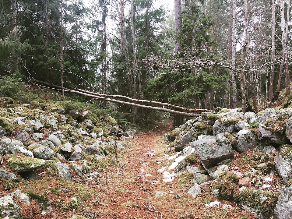 Rester av stenmur på båda sidorna av en stig i skogsmiljö.