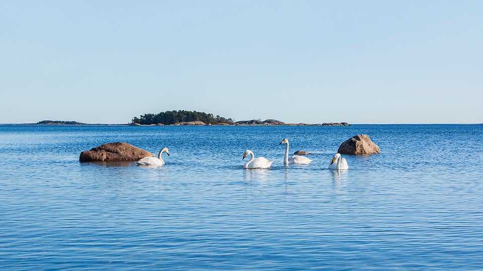 Bilden föreställer fyra svanar på havet med några kobbar i bakgrunden